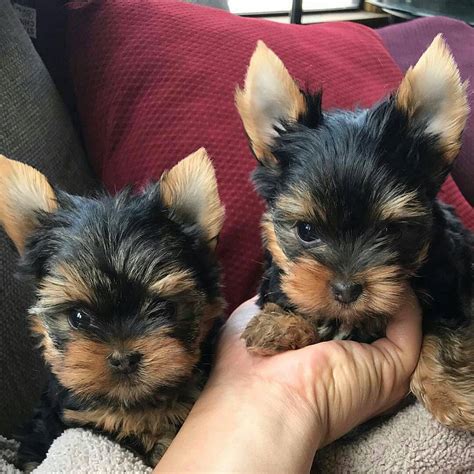 She is estimated. . Yorkie puppies for sale in illinois under 500
